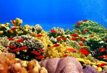La Inteligencia Artificial podria rescatar arrecifes de coral a nivel