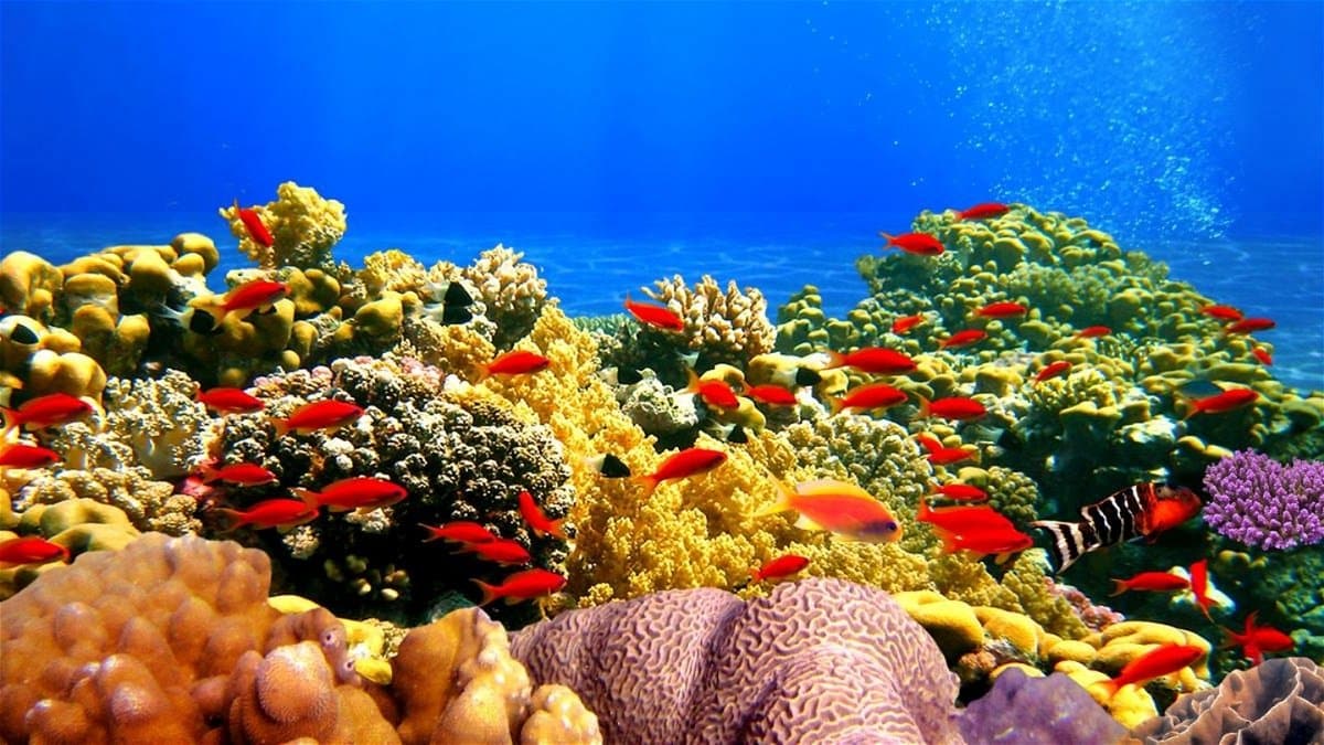 La Inteligencia Artificial podria rescatar arrecifes de coral a nivel